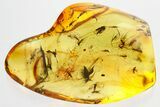 Fossil Fungus Gnat Swarm (Sciaridae) In Baltic Amber - + Gnats! #362672-2